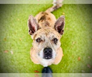 Catahoula Leopard Dog Dogs for adoption in Orlando, FL, USA