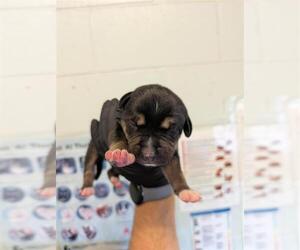 Collie-Unknown Mix Dogs for adoption in Corpus Christi, TX, USA