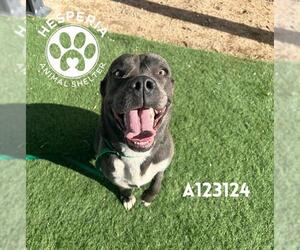 Mutt Dogs for adoption in HESPERIA, CA, USA