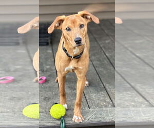 Australian Shepherd-Feist Terrier Mix Dogs for adoption in Alexander, AR, USA