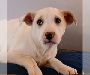 Borador Dogs for adoption in Sheridan, CO, USA