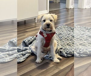 Mutt Dogs for adoption in Sanford, FL, USA