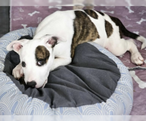 American Pit Bull Terrier-Unknown Mix Dogs for adoption in Williamsburg, NM, USA