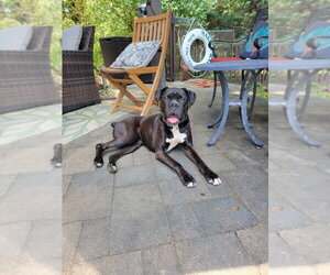 Boxer Dogs for adoption in Dumont, NJ, USA
