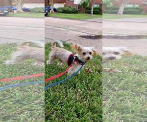 Papillon Dogs for adoption in Rosenberg, TX, USA