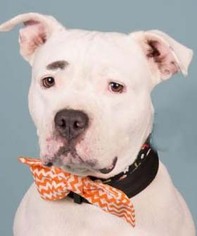 American Pit Bull Terrier Dogs for adoption in Hillsboro, NH, USA