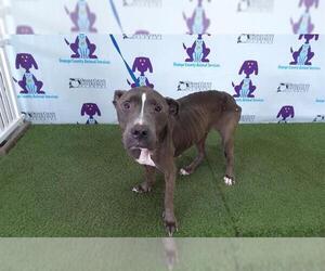 American Pit Bull Terrier Dogs for adoption in Orlando, FL, USA