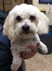 Poodle (Toy) Dogs for adoption in San Diego, CA, USA