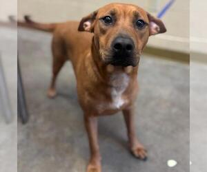 American Pit Bull Terrier-Unknown Mix Dogs for adoption in Texas City, TX, USA