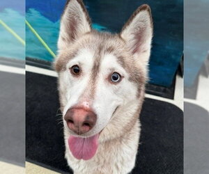 Siberian Husky-Unknown Mix Dogs for adoption in Anchorage, AK, USA