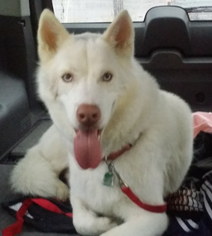 Siberian Husky Dogs for adoption in Oak Ridge, TN, USA