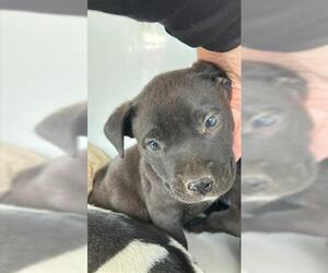 Shepradors Dogs for adoption in Houston, TX, USA