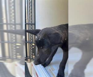 Shepradors Dogs for adoption in Houston, TX, USA