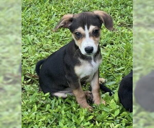 Dachshund-Unknown Mix Dogs for adoption in Royal Palm Beach, FL, USA