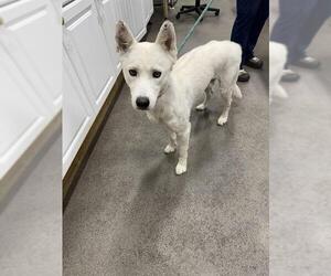 Siberian Husky Dogs for adoption in Forestville, MD, USA