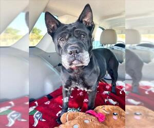 Chinese Shar-Pei-Unknown Mix Dogs for adoption in Las Vegas, NV, USA