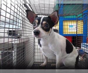 Rat Terrier Dogs for adoption in San Bernardino, CA, USA