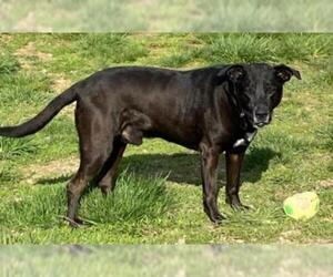 Labrador Retriever Dogs for adoption in Augusta, WV, USA