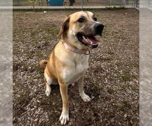 Great Pyrenees-Unknown Mix Dogs for adoption in Conroe, TX, USA
