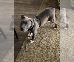 American Staffordshire Terrier Dogs for adoption in San Antonio, TX, USA