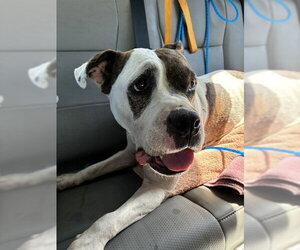 American Bulldog-Unknown Mix Dogs for adoption in Stockton, CA, USA