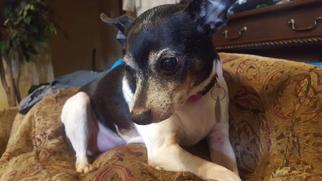 Rat Terrier Dogs for adoption in St. Louis Park, MN, USA