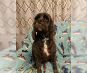 Cocker Spaniel Dogs for adoption in Westwood, NJ, USA