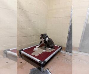 American Pit Bull Terrier-Unknown Mix Dogs for adoption in Texas City, TX, USA