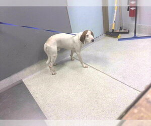 English Foxhound Dogs for adoption in Tallahassee, FL, USA