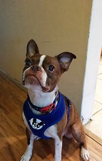 Boston Terrier Dogs for adoption in Lake Mary, FL, USA