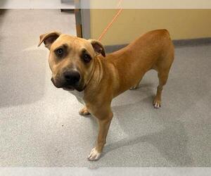 Mutt Dogs for adoption in Orange, CA, USA