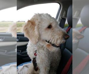 Goldendoodle Dogs for adoption in Sioux Falls, SD, USA