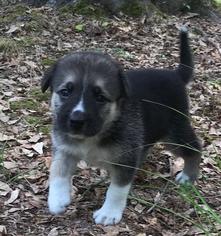 German Shepherd Dog Dogs for adoption in Warwick, RI, USA