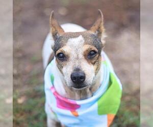 Chihuahua-Unknown Mix Dogs for adoption in San Antonio, TX, USA