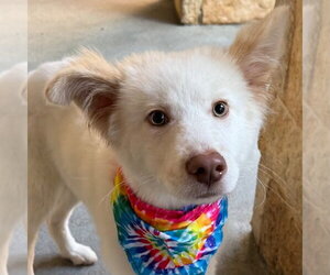 Siberian Husky-Unknown Mix Dogs for adoption in Canton, CT, USA