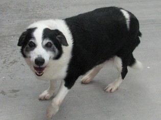 Border Collie-Unknown Mix Dogs for adoption in McPherson, KS, USA