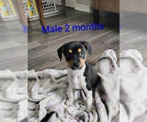 Chihuahua-Unknown Mix Dogs for adoption in San Antonio, TX, USA