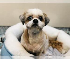 Shih Tzu Dogs for adoption in Santa Cruz, CA, USA