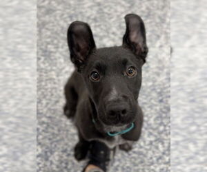 Mutt Dogs for adoption in Bemidji, MN, USA