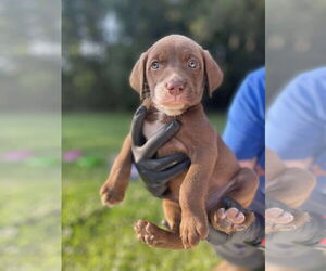 Labrador Retriever-Unknown Mix Dogs for adoption in Derwood, MD, USA