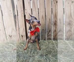 Miniature Pinscher Dogs for adoption in New Port Richey, FL, USA