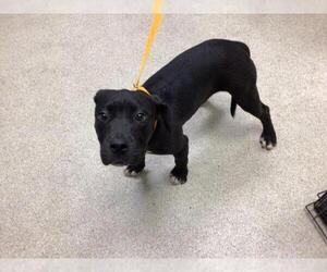 American Pit Bull Terrier-Unknown Mix Dogs for adoption in Riverside, CA, USA