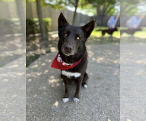 Huskies -Unknown Mix Dogs for adoption in Euless, TX, USA