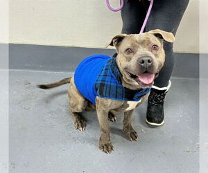 Mutt Dogs for adoption in Louisville, KY, USA