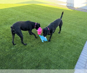 Mutt Dogs for adoption in Goodyear, AZ, USA