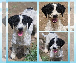 Poodle (Miniature)-Unknown Mix Dogs for adoption in Blacksburg, SC, USA