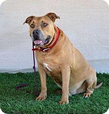 American Pit Bull Terrier-Unknown Mix Dogs for adoption in La Quinta, CA, USA