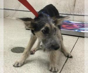 Mutt Dogs for adoption in Riverside, CA, USA