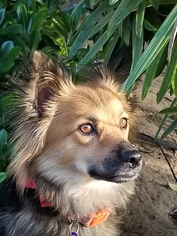 Cockeranian Dogs for adoption in Fresno, CA, USA