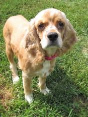 Cocker Spaniel Dogs for adoption in Walnutport, PA, USA